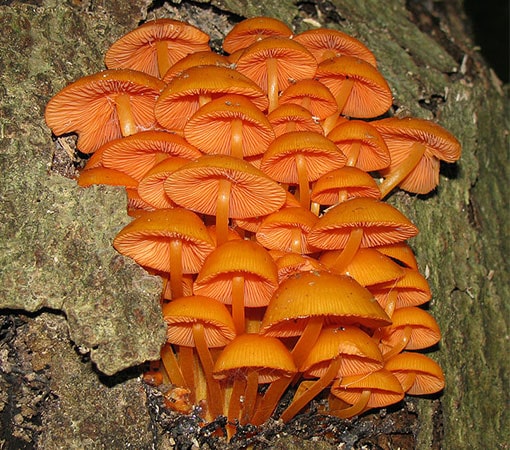 Orange Mycena (Mycena Leaiana)