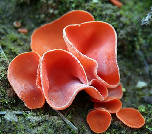 Orange Peel Fungus (Aleuria Aurantia)