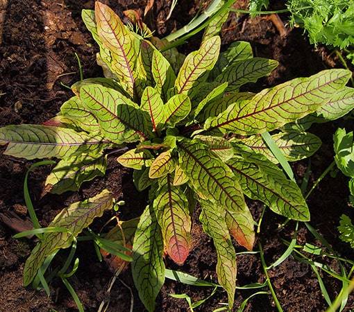 Red-Veined Sorrel (Rumex Sanguineus)