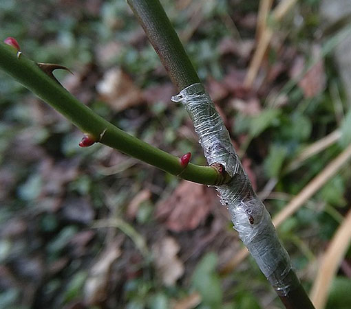 grafting plants examples