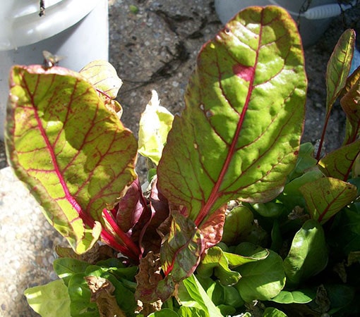 Swiss Chard