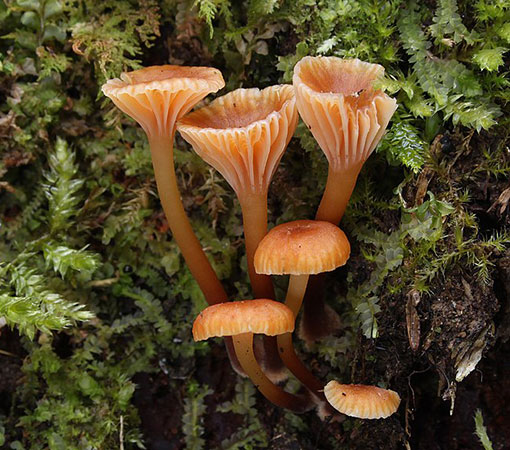 The Golden Trumpet (Xeromphalina Campanella)