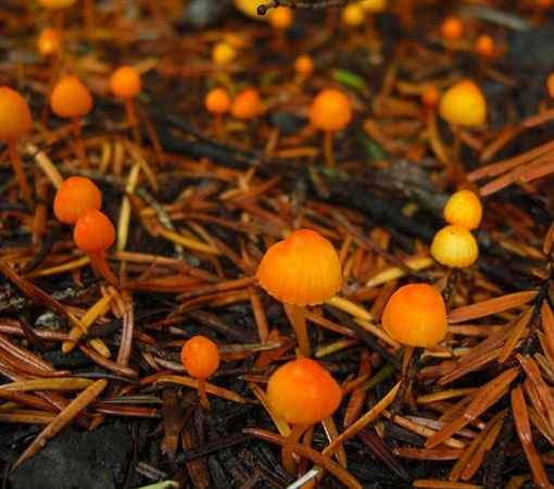 The Orange Bonnet (Mycena Acicula)