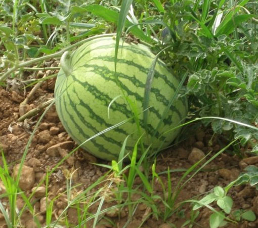 Watermelon Grafting