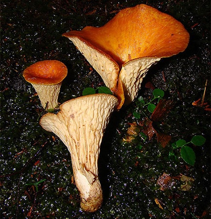 Woolly Chanterelle (Turbinellus Floccosus)