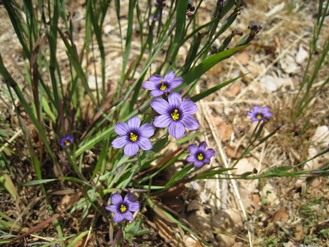 Blue-eyed Grass (Sisyrinchium)