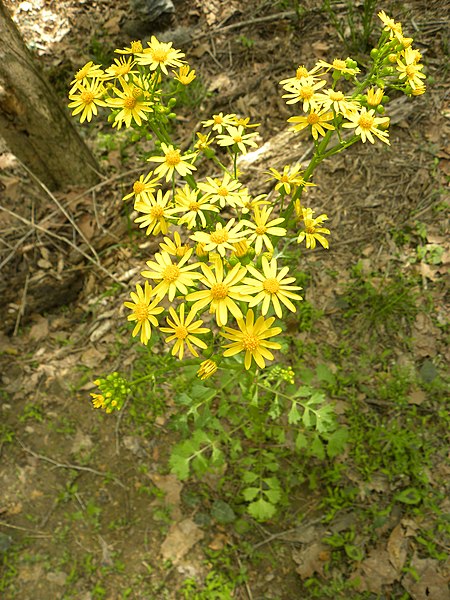 Butterweed (Packera Glabella)