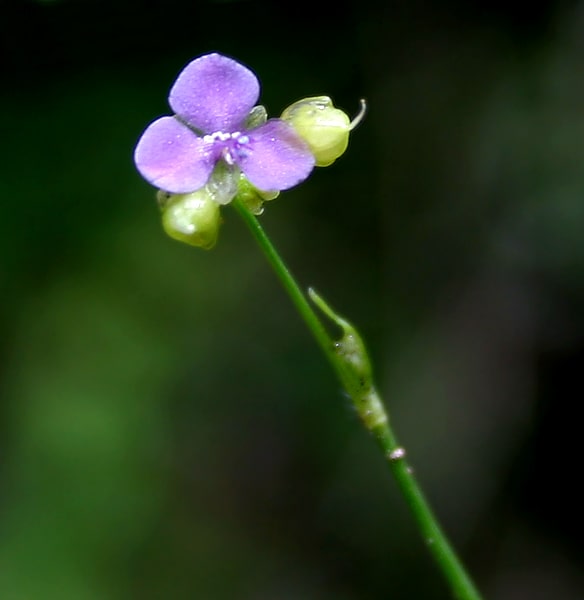 Doveweed Murdannia Nudiflora Flower