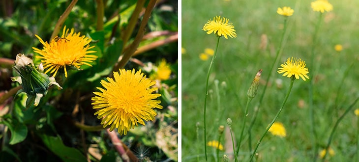 False Dandelions 5 Weeds That Look Like Dandelions