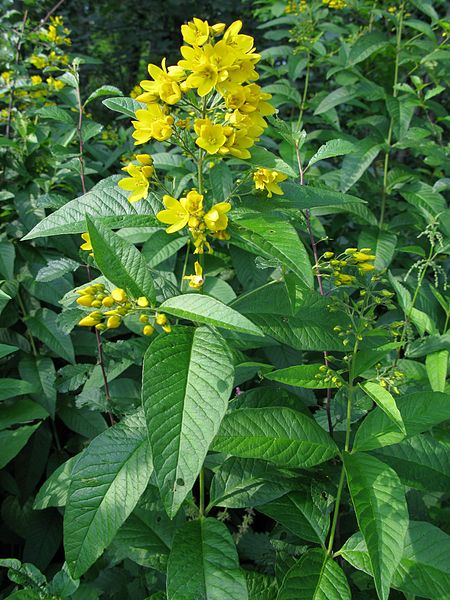 Garden Loosestrife (Lysimachia Vulgaris)