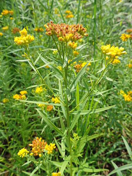 Grass-leaved Goldenrod (Euthamia graminifolia)