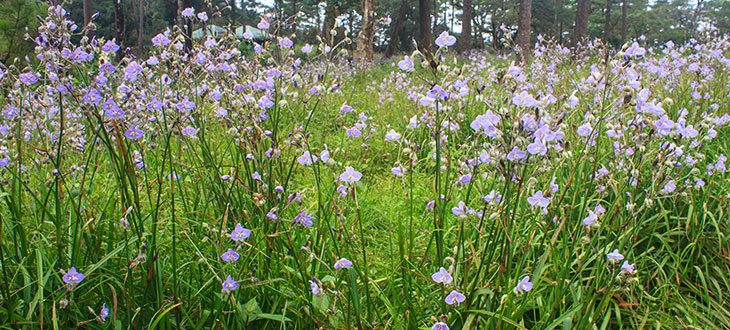 5 Species Of Grass Like Plants With Purple Flowers