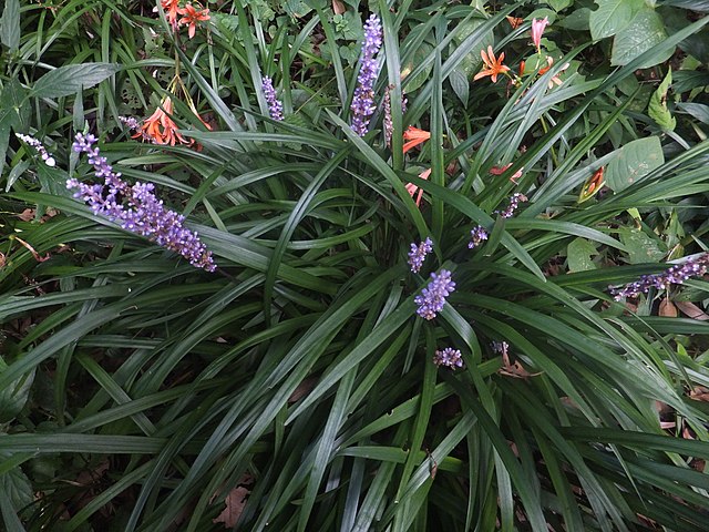 Monkey Grass (Liriope Muscari)