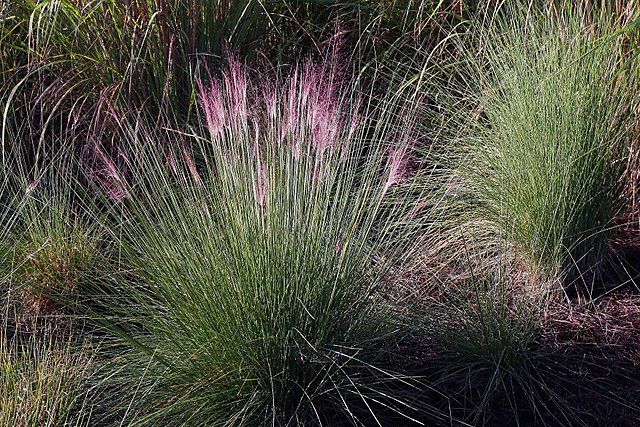 Purple Moor-grass (Molinia Caerulea)