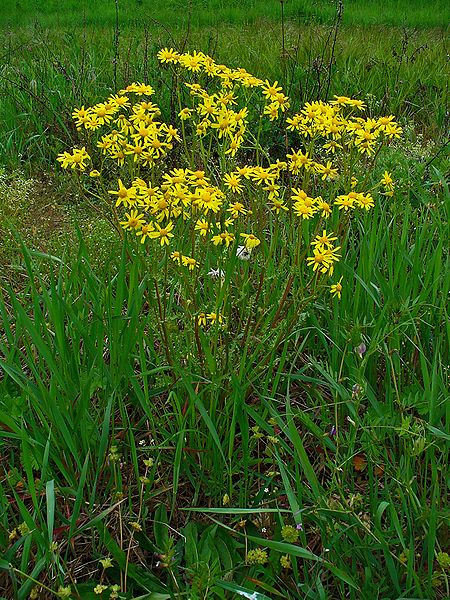 Ragwort (Jacobaea Vulgaris)