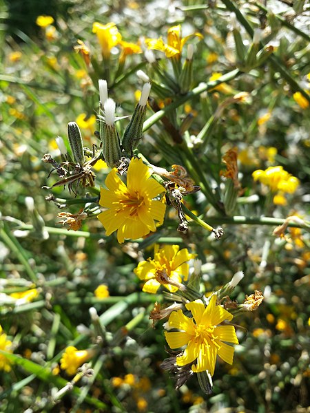 Skeletonweed (Chondrilla Juncea)