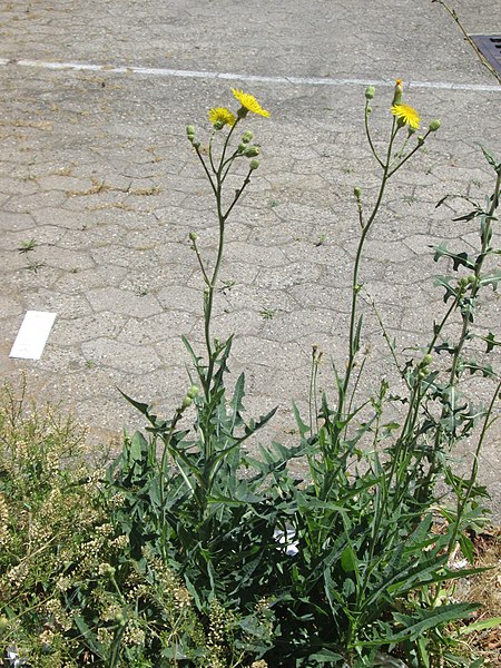 Sow Thistle (Sonchus Arvensis)