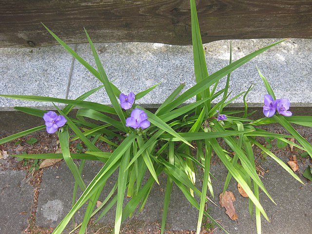 Spiderwort (Tradescantia)