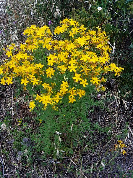 St. John's Wort (Hypericum Perforatum)