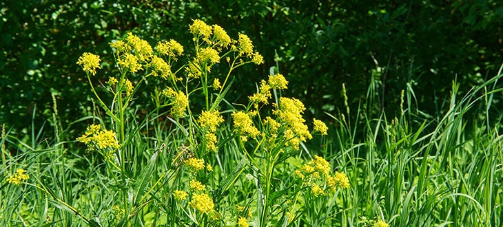 10 Tall Weeds With Yellow Flowers