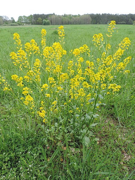 Wintercress (Barbarea Vulgaris)