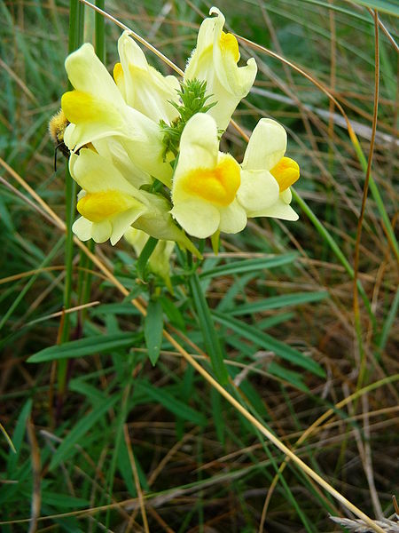 Yellow Toadflax (Linaria Vulgaris)