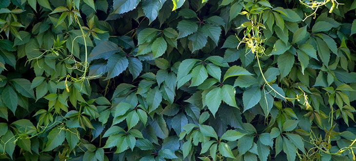 5-Leaf Vine Plants (3 Species)