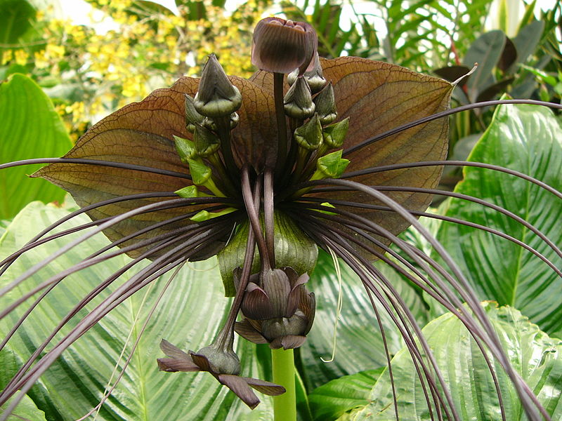 Black Bat Flower (Tacca Chantrieri)