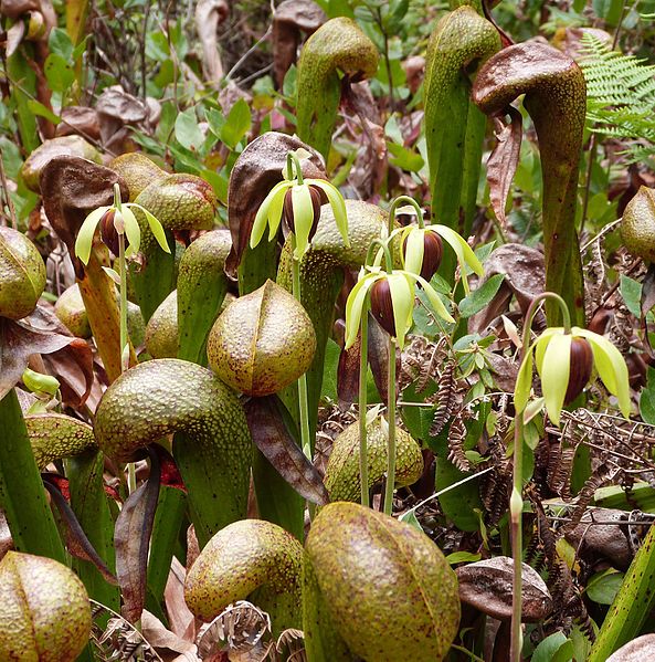 California Pitcher Plant (Darlingtonia Californica)