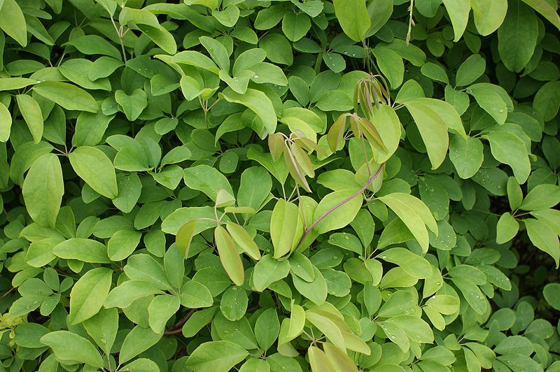 Chocolate Vine (Akebia Quinata)