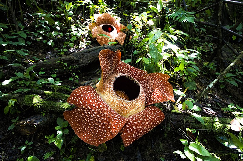 Giant Padma (Rafflesia Arnoldii)