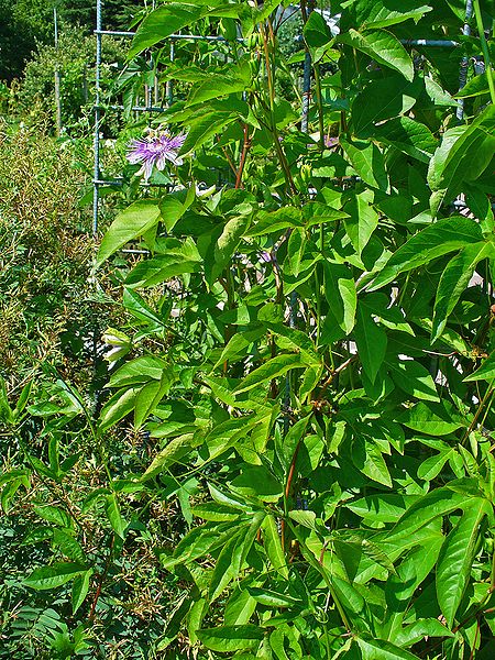 Maypop (Passiflora Incarnata)