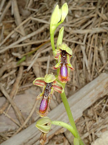 Ophrys Regis-Ferdinandii
