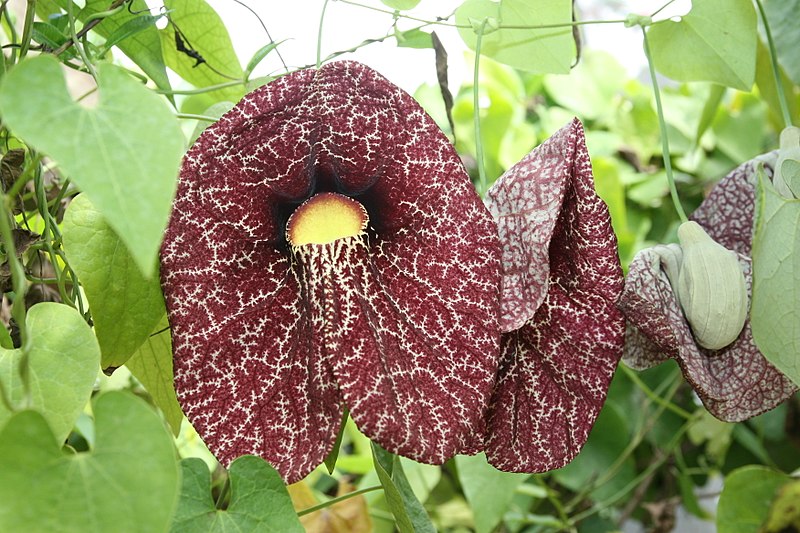 Pelican Flower (Aristolochia Grandiflora)