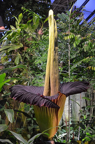 Titan Arum (Amorphophallus Titanum)