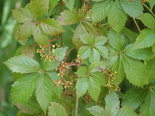 5-leaf-vine-plants-3-species-backgarden