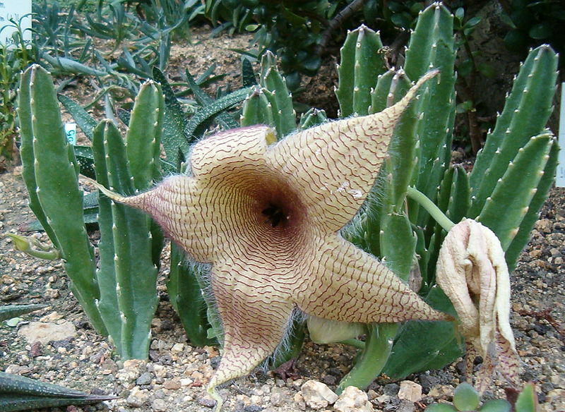 Zulu Giant (Stapelia Gigantea)