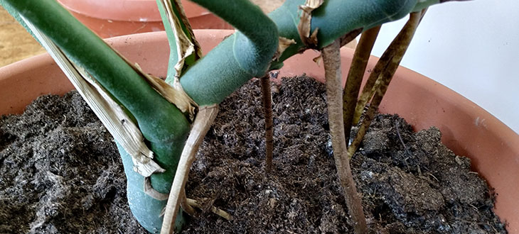 Aerial Roots And Their Role In Plants