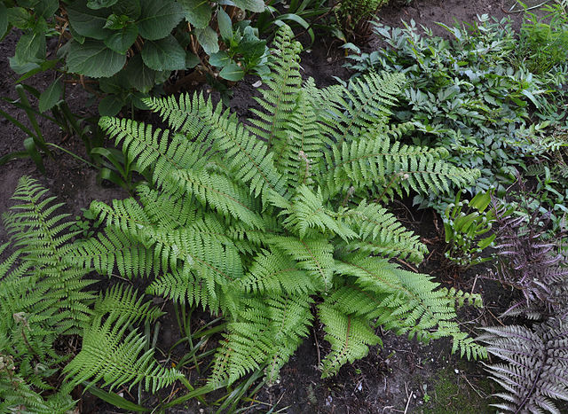 Ferns