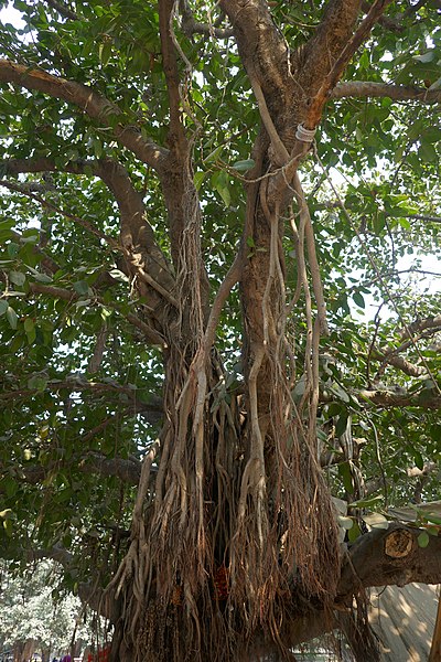 Ficus Benghalensis (Banyan Fig) Aerial Roots