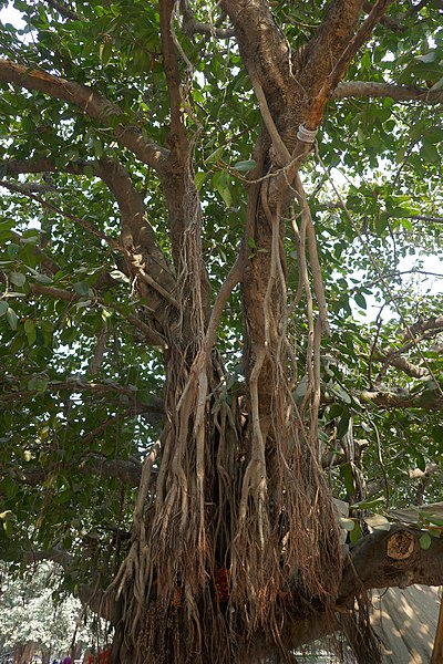 Aerial Roots And Their Role In Plants (+ Examples Of Plants)