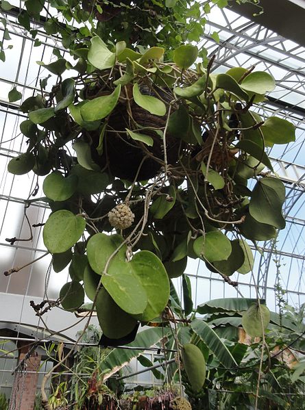 Aerial roots on Hoya plant