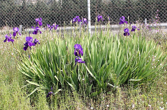 Irises