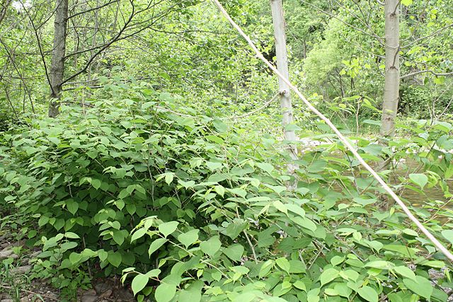 Japanese Knotweed