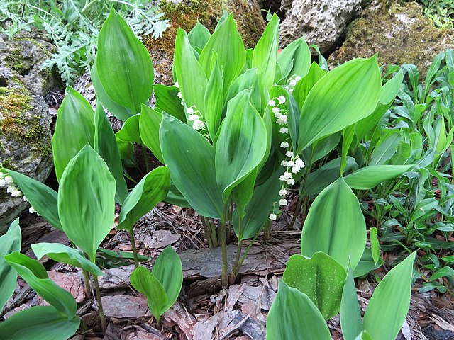 Lily Of The Valley
