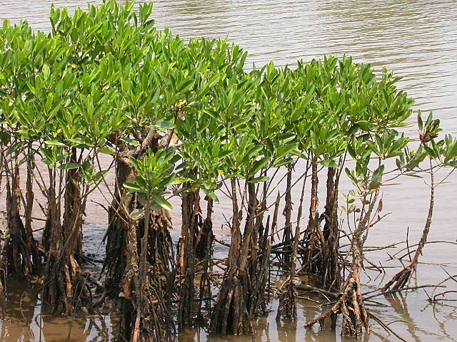 Mangroves