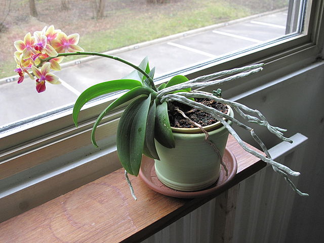 Orchid Aerial Roots
