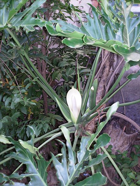 Philodendron growing aerial roots