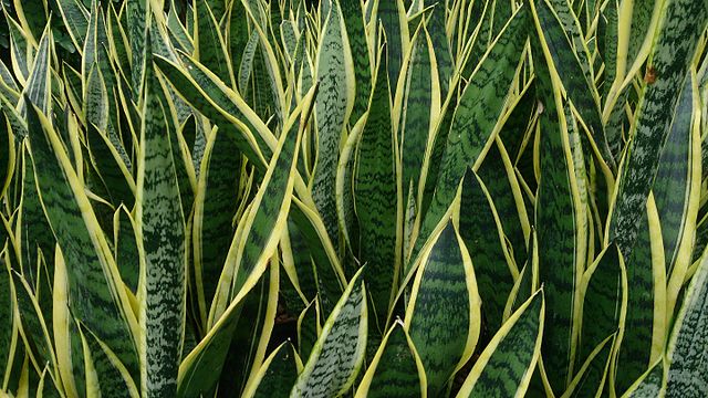 Snake plant