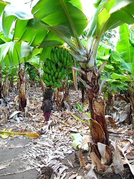 Banana Palm (Musa Acuminata)